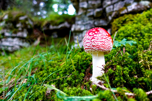 Red and white toxic, poisonous and damgerous amanita muscaria fly agaric mushroom on the ground of a green autumn forest amidst moss