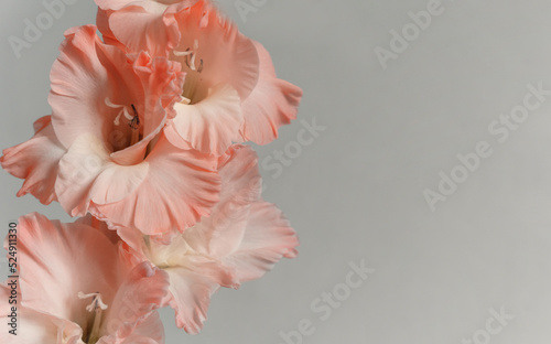 Coral pink gladiolus on grey background, with copy space