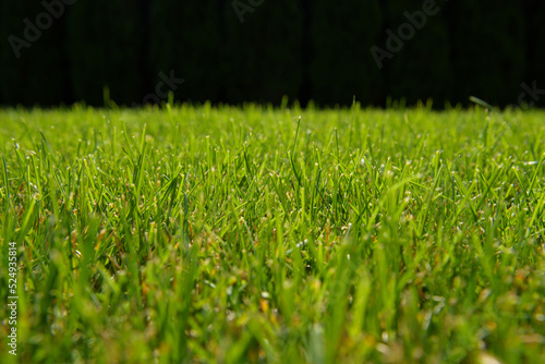 Green grass natural background. Mowed backyard lawn. Texture of fresh lawn grass. Park or green lawn. Summer nature background with place for text. Close-up shot, selective focus.
