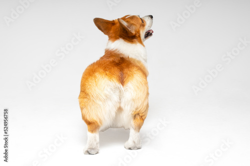 Funny clumsy Welsh corgi Pembroke or cardigan puppy stands and looks up on white background, view from the back. Furry cute buttocks of a pet looks like soft toy