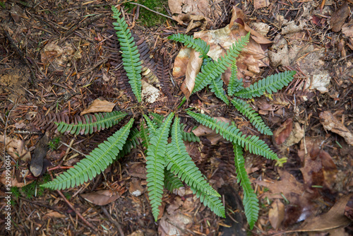 Struthiopteris spicant, syn. Blechnum spicant, is a species of fern in the family Blechnaceae/