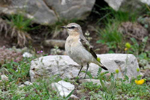 Northern wheatear // Steinschmätzer (Oenanthe oenanthe)