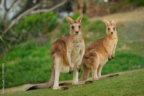 Eastern Grey Kangaroo (Macropus giganteus) on meadow, very cute animal with baby with green background, australian wildlife, queensland, Brisbane, brown pouched mammal, marsupial