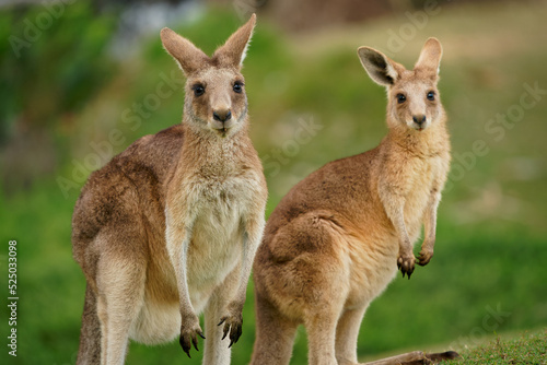 Eastern Grey Kangaroo (Macropus giganteus) on meadow, very cute animal with baby with green background, australian wildlife, queensland, Brisbane, brown pouched mammal, marsupial