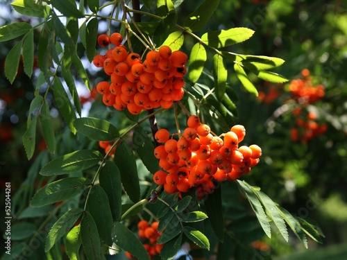 rowan tree with clusters of red,ripe fruits in summer
