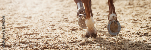 Close-up view of the horse's hoofs during show jumping event, horse running in sand