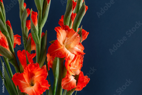 Elegant strict bouquet of coral gladioluses isolated on dark blue background with blank space.