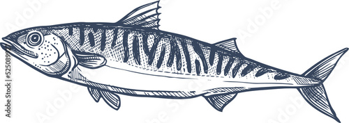 Mackerel common scombrid fish isolated sketch icon