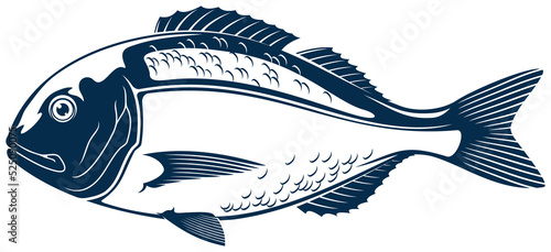 Orata gilt head bream isolated saltwater fish icon