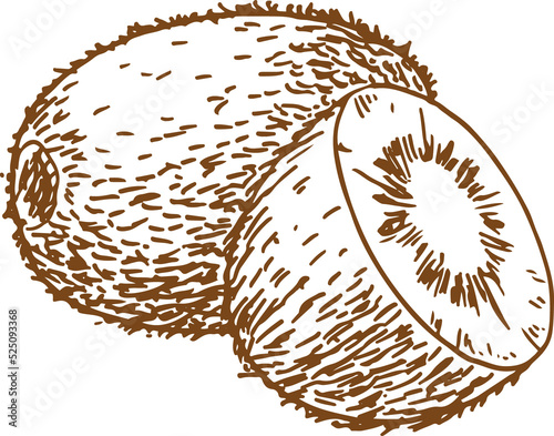 Sketch of whole and half cut kiwi fruit isolated