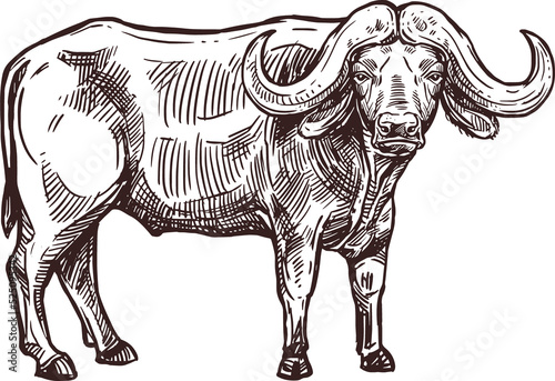 African cape buffalo or desert ox mammal animal
