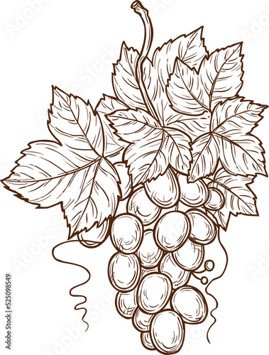 Bunch of grapes, leaves isolated hand drawn sketch