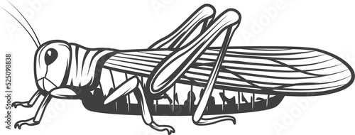 Locust or grasshopper, outline symbol, tattoo