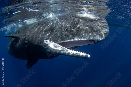 Sperm whale is playing under surface. Playful whale in Indian ocean. Extraordinary marine life.