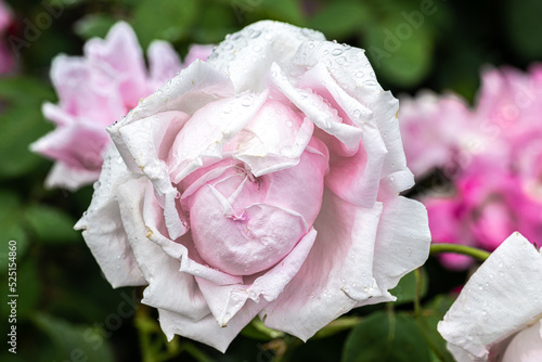 Flowering ‘MME. Caroline Testout' Heirloom Rose