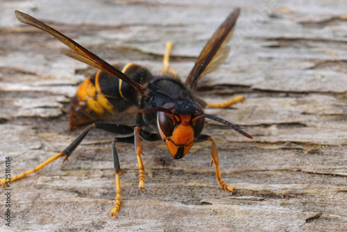 Closeup on a dark colored invasive worker Asian hornet , Vespa velutina sitting on wood