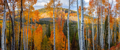 Tall Aspen trees at Uinta Wasatch Cache national forest in Utah.