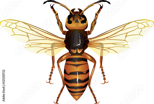 スズメバチ hornet