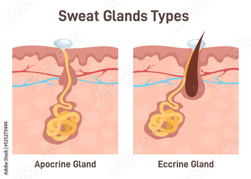 Sweat glands. Apocrine and eccrine gland anatomy. Cross section