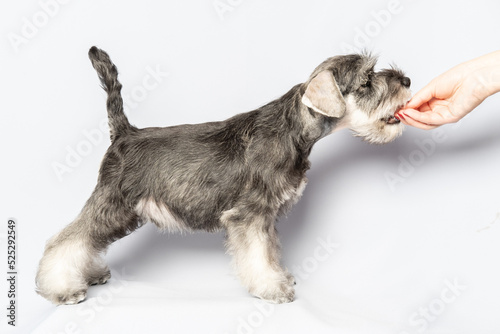 A schnauzer puppy standing up eats a treat from the hands of a handler. Portrait of a puppy in close-up on a light background. Dog food. Training, obedience, preparation for the dog show.