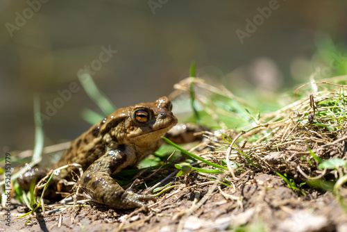 Płazy bezogonowe (Anura), ropucha szara (bufo bufo), środowisko naturalne, złote oczy, żaba na lądzie ().