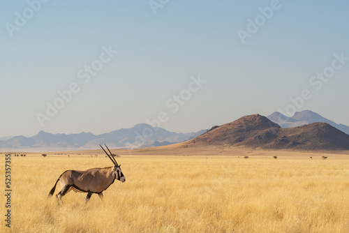Desert landscape with acacia trees and posing oryx in NamibRand Nature Reserve, Namib, Namibia, Africa
