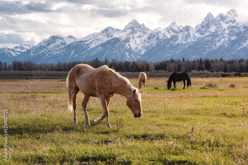 Wild Horse on a green grass field with American Mountain Landscape in Background. Grand Teton National Park, Wyoming, United States of America.