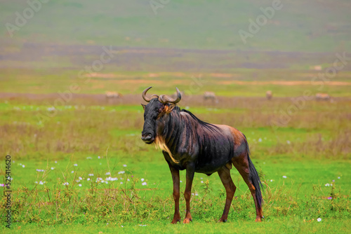 one adult African wildebeest on the loose stands close and looks at the camera in Ngoro Ngoro African Park. very close portrait in details