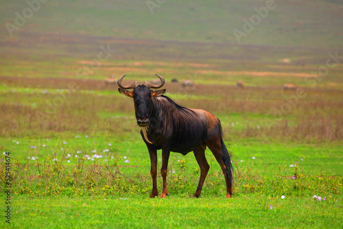 one adult African wildebeest stands on a green meadow and looks into the camera in Ngoro Ngoro African Park. very close portrait in details