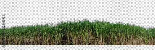 sugar cane on transparent picture background with clipping path.