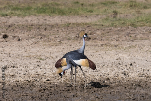 gray crown crane bird mating dance at lake nakuru national park Kenya