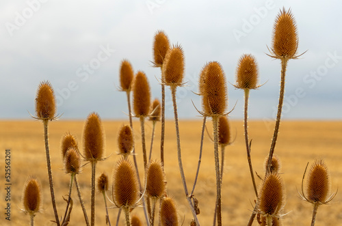 Dry teasel seedheads