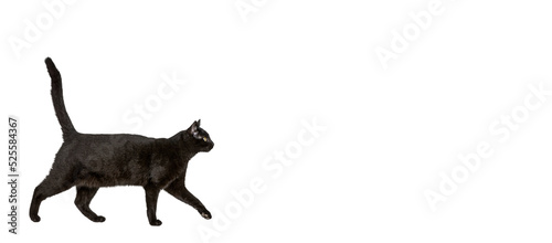 Black cat walking isolated on a transparent background