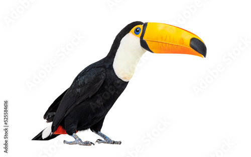 Toucan toco bird, colored bird with big beak
