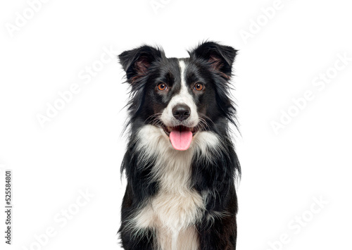 Head shot of a black and white Border Collie, panting and looking at camera