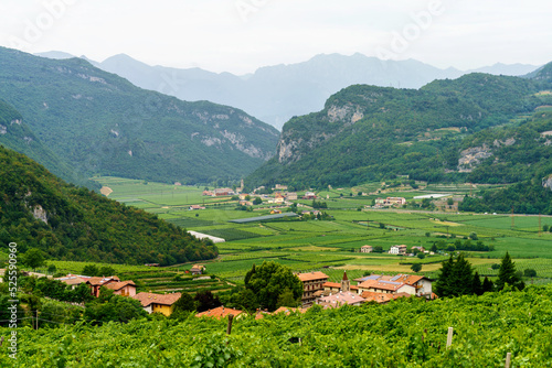 Vineyards on the hills near Mori, Trento, Italy