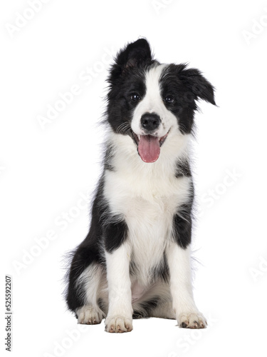 Super adorable typical black with white Border Colie dog pup, sitting up facing front. Looking towards camera with the sweetest eyes. Pink tongue out panting. Isolated on a transparent background.