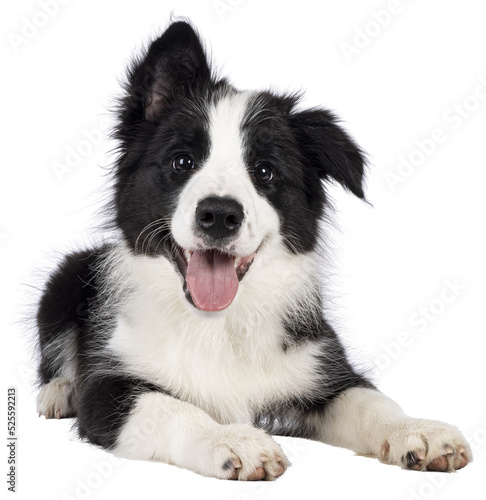 Super adorable typical black with white Border Colie dog pup, laying down facing front. Looking towards camera with the sweetest eyes. Pink tongue out panting. Isolated on a transparent background.