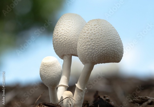 Closeup of Leucocoprinus cretaceus, a species of fungus in the family Agaricaceae.