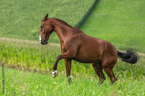 Portrait of a brown free-range warmblood horse on a pasture in summer outdoors