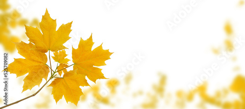 Maple tree branch with yellow autumn leaves on the fall blurred park horizontal background isolated transparent png