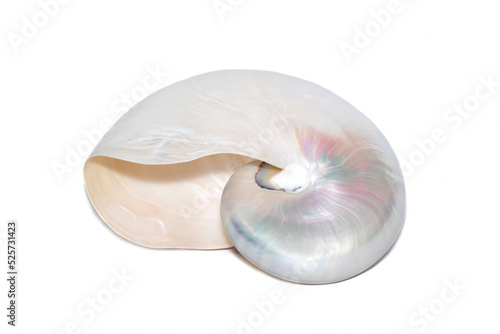 Image of pearl shell of a nautilus pompilius on a white background. Sea shells. Undersea Animals.