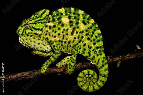 Indian chameleon on a branch