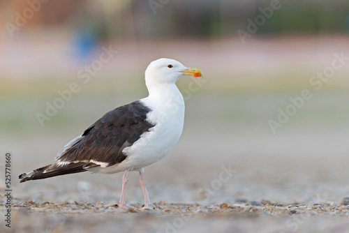 An adult great black-backed gull (Larus marinus) perched and foraging on the beach.