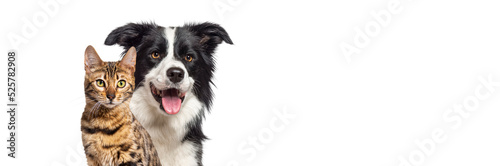 Brown bengal cat and a border collie dog with happy expression together isolated on white, banner framed looking at the camera
