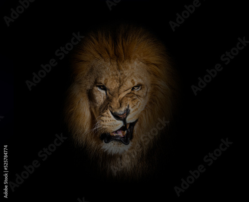 Portrait of a Male adult lion making a face looking at the camera, on black