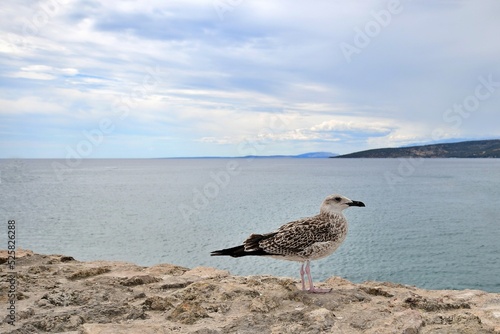 Mewa na murku (osobnik młodociany) w tle Morze Adriatyckie