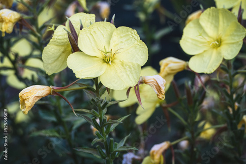 Evening primrose - Oenothera biennis yellow flowers in the herb garden