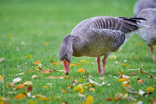 Greylag Goose on field in autumn with fall leaves on the grass (Anser anser)
