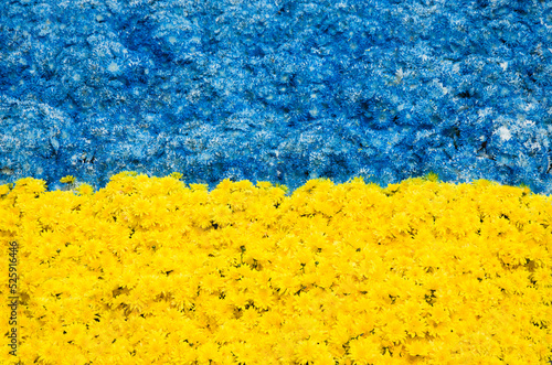 National flag of Ukraine maded of many flowers